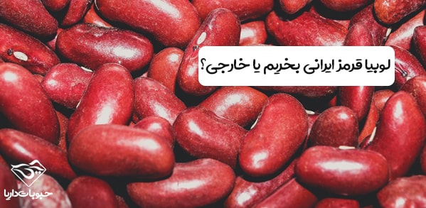 لوبیا قرمز ایرانی