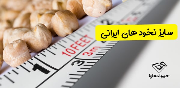 سایز نخود ایرانی