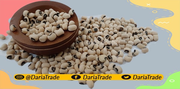 فروش لوبیا چشم بلبلی ایرانی و خارجی